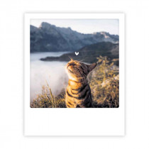 Pickmotion Karte "Sunny Cat"